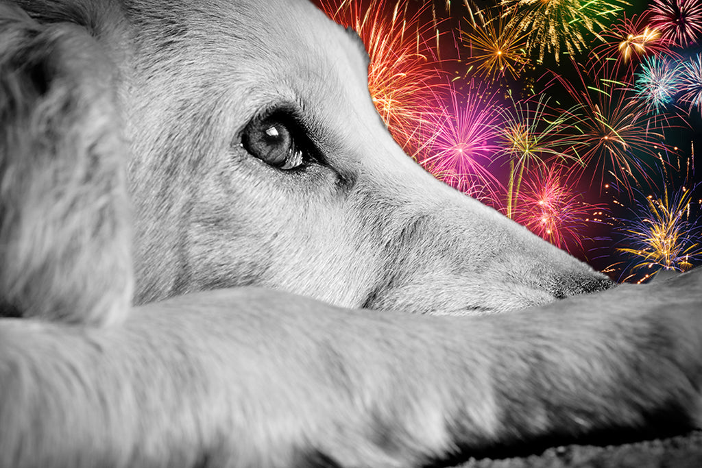 Help Alleviate Your Pet's Anxiety This Fourth of July With CBD