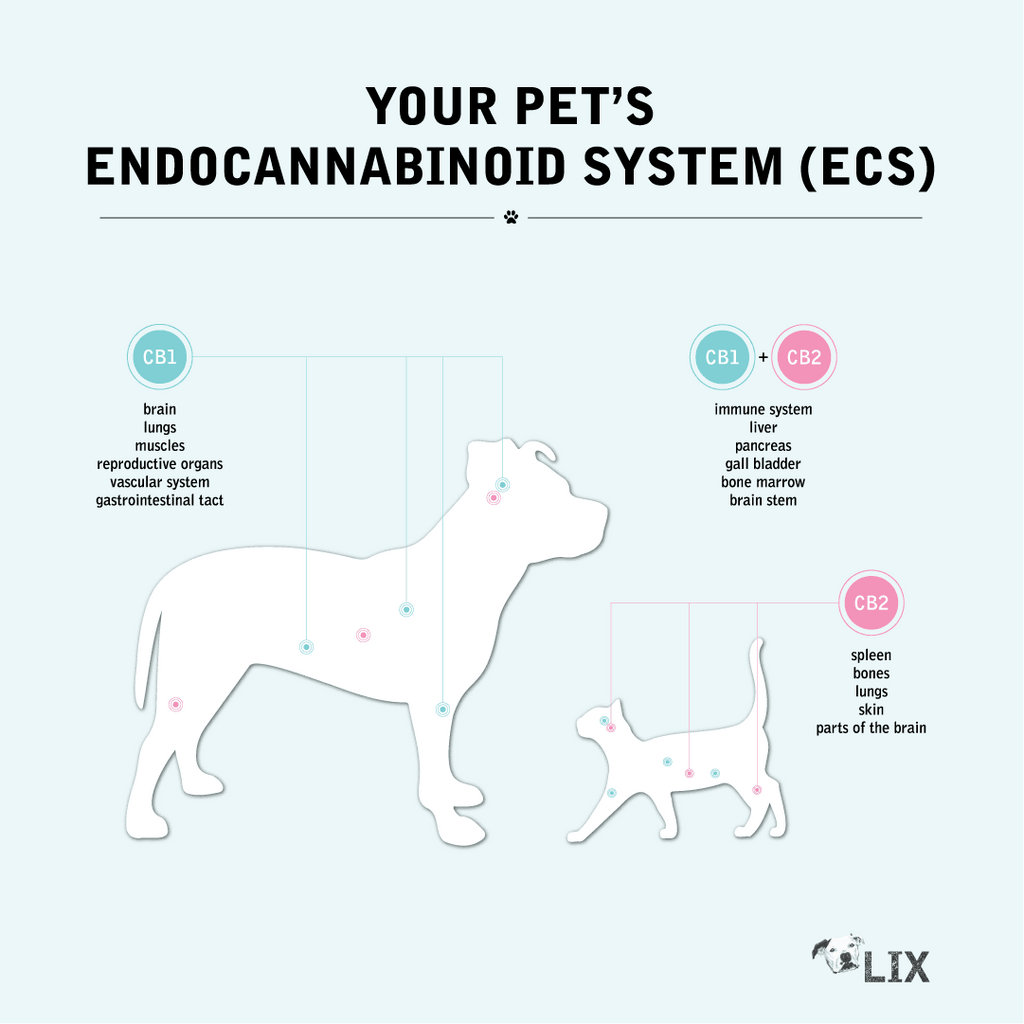 Diagram explaining the pet endocannabinoid system and how cannabinoids like CBD interact with the body
