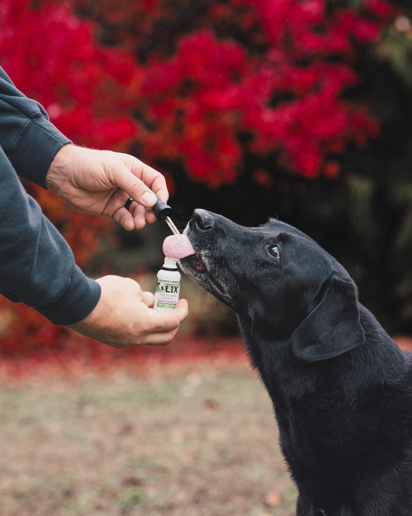 Full-Spectrum vs. Broad-Spectrum vs. CBD Isolate: Which CBD is Best for Your Pet's Health?