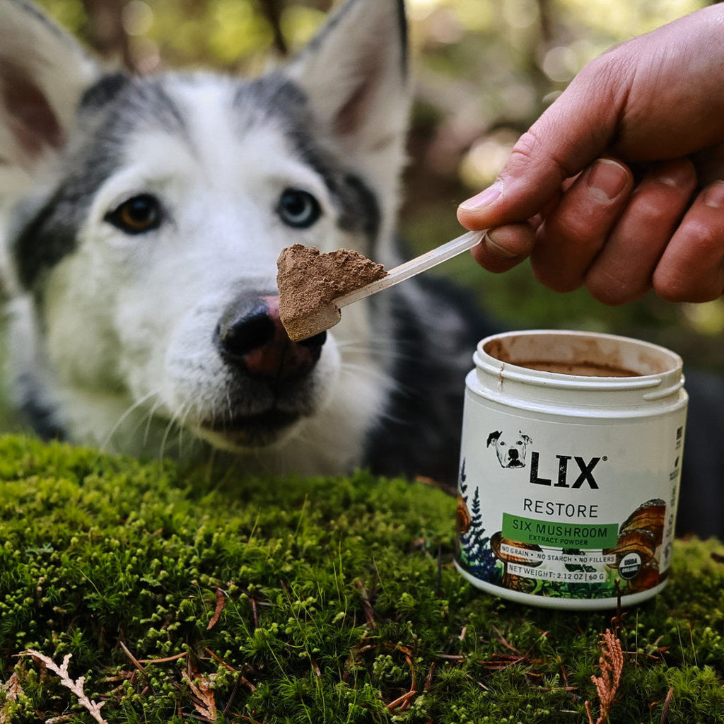 Mushrooms for Pets? Yep! – and Here’s Why They’re Amazing