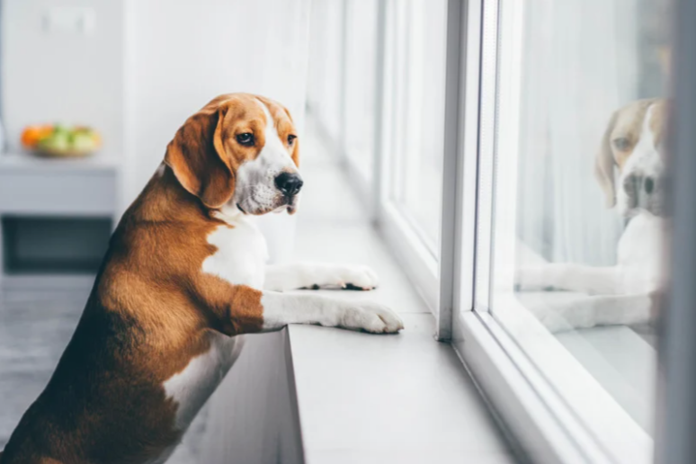 Anxious beagle experiencing separation anxiety looking out window for blog about dog anxiety signs, triggers and support tips