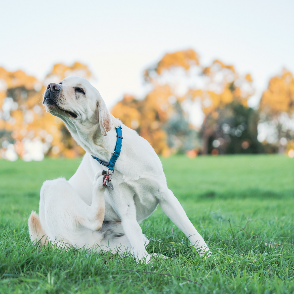 Natural Alternatives to supporting your pets' allergies:  Why is it important to choose the right CBD for your pet?