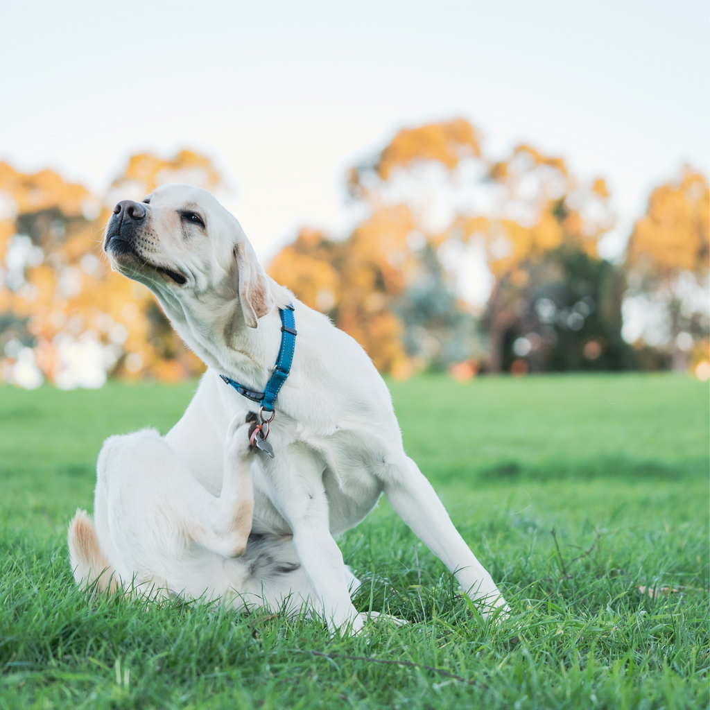 Dog with seasonal allergies and itching beside LIX wellness products for skin, immune and allergy support
